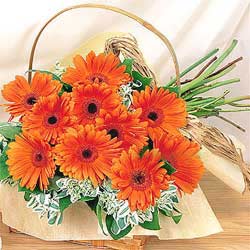 24 gerberas basket